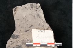 Foto (Detailansicht) von Araucaria haastii Ettingshausen (NHMW-GEO-2024-0188-10109)